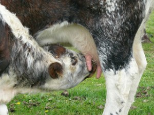 Calf drinking milk from its mother the Paleo Diet way
